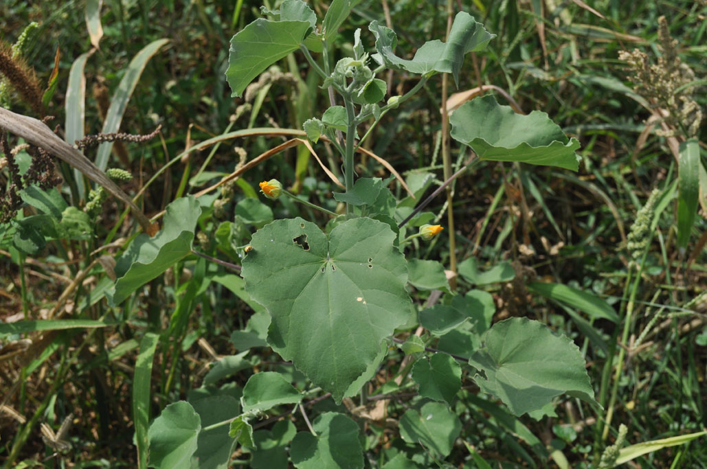 Abutilon indicum